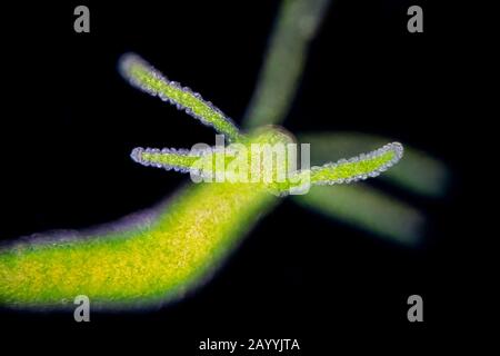 Grüne Hydra (Chlorohydra viridissima, Hydra viridis), in heller Mikroskopie, Dunkelfeld, Deutschland Stockfoto