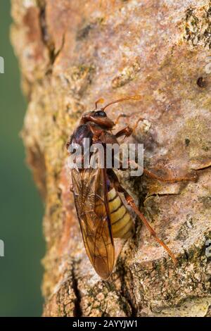 Hornet-Mimicking sawfly, Giant Willow Sawfly (Cimbex luteus, Cimbex lutea), Mimikry, sieht aus wie eine Hornet, Deutschland Stockfoto