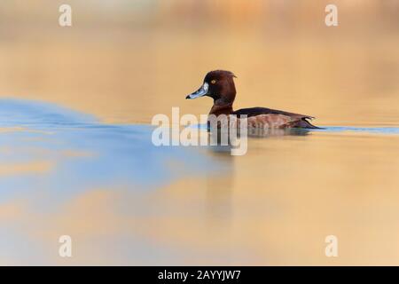 Getuftete Ente (Aythya fuligula), Schwimmweiblich, Seitenansicht, Deutschland, Bayern Stockfoto