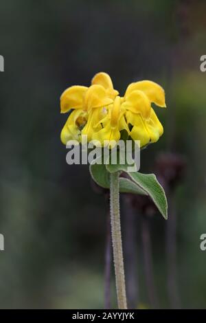 Jerusalem Salbei (Phlomis fruticosa), Blooming, Montenegro, Skadarsee National Park Stockfoto