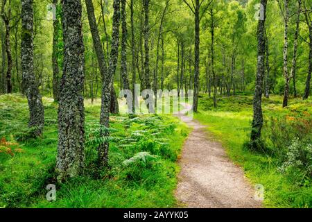 Birke (Betula spec.), Pfad im Birkenwald, Großbritannien, Schottland, Craigellachie National Nature Reserve Stockfoto