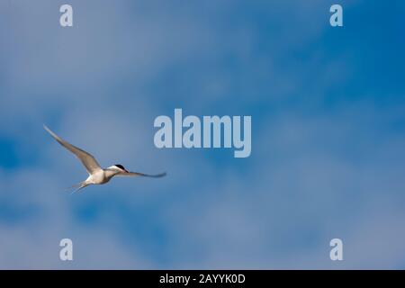 Ein Arctic tern (Sterna paradisaea) schwänzelt über einen Strand bei Smeerenburg, Amsterdam Island im Nordwesten von Spitzbergen, einer ehemaligen Walfangstation originat Stockfoto