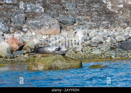 Ein Hafensiegel oder Gemeindesiegel (Phoca vitulina), das auf einem Felsen bei Smeerenburg, Amsterdam Island im Nordwesten von Spitzbergen, Norwegen, ruht. Stockfoto