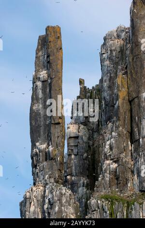 Tausende Dickflüssige Murren oder Brünnichs guillemot (Uria lomvia) nisten in der Vogelklippe des Alkefjellet bei Lomfjordhalvøya in Ny-Friesland Stockfoto