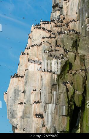 Tausende Dickflüssige Murren oder Brünnichs guillemot (Uria lomvia) nisten in der Vogelklippe des Alkefjellet bei Lomfjordhalvøya in Ny-Friesland Stockfoto