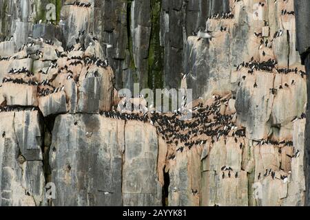 Tausende Dickflüssige Murren oder Brünnichs guillemot (Uria lomvia) nisten in der Vogelklippe des Alkefjellet bei Lomfjordhalvøya in Ny-Friesland Stockfoto