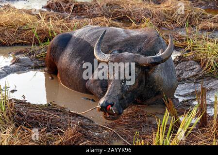 Asiatische Wasserbüffeln, Anoas (Bubalus spec.), in einer Wache, Thailand, Kho Yoa Noi Stockfoto