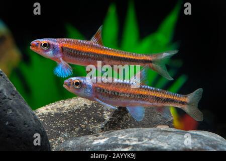 Rainbow Shiner (Notropis chrosomus), zwei schwimmenden Rainbow Shiner Stockfoto