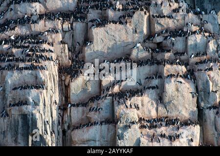 Tausende Dickflüssige Murren oder Brünnichs guillemot (Uria lomvia) nisten in der Vogelklippe des Alkefjellet bei Lomfjordhalvøya in Ny-Friesland Stockfoto