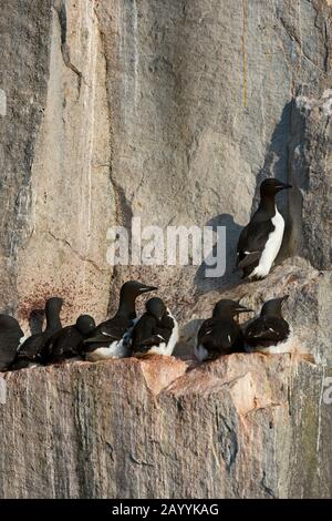 Tausende Dickflüssige Murren oder Brünnichs Guillemots (Uria lomvia) nisten in der Vogelklippe des Alkefjellet bei Lomfjordhalvøya in Ny-Frieslan Stockfoto