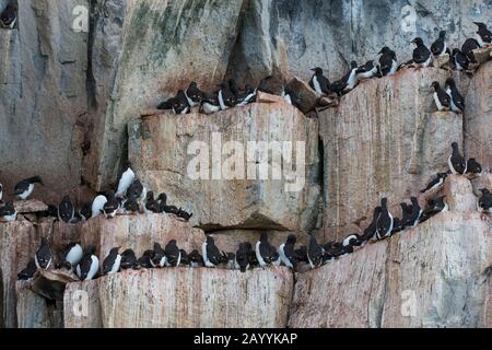 Tausende Dickflüssige Murren oder Brünnichs Guillemots (Uria lomvia) nisten in der Vogelklippe des Alkefjellet bei Lomfjordhalvøya in Ny-Frieslan Stockfoto