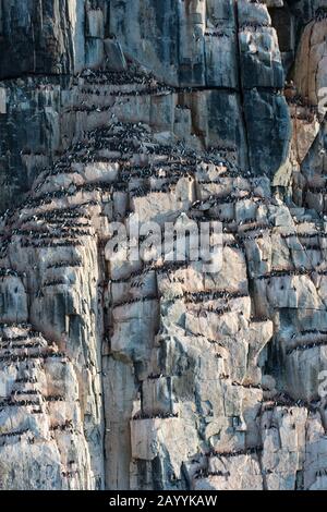 Tausende Dickflüssige Murren oder Brünnichs guillemot (Uria lomvia) nisten in der Vogelklippe des Alkefjellet bei Lomfjordhalvøya in Ny-Friesland Stockfoto