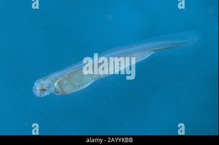 Barbel (Barbus barbus), Larve mit Dottersack Stockfoto