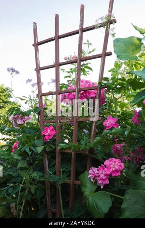 Rosa Rosa - Rosenbrauch auf alten braunen Holzstrellis im städtischen Vorgarten im Sommer. Stockfoto