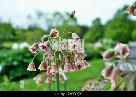 Nahaufnahme eines Haufens kleiner mediterranen Glocken in meinem Garten Nektaroscordum siculum allium Stockfoto