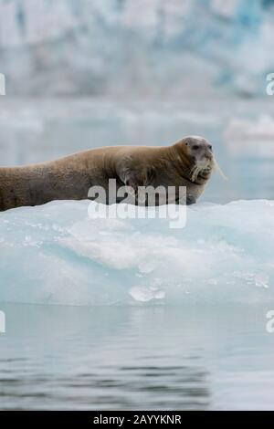 Ein Bearded Seal (Erignathus barbatus), das auf einer Eisscholle am Lilliehook-Gletscher in Lilliehookfjorden, Spitzbergen, Norwegen ruht. Stockfoto