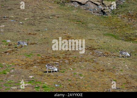 Rentiere weideten auf der Tundra an der Fjortende Julibreen (der 14. Juli Gletscher), die sich bei den nordwestlichen Spitzbergen im Krossfjord, Svalbard, befindet. Stockfoto