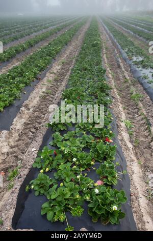 Erdbeeren wachsen in einem Straßenfeld in der Stadt Irvine California; USA Stockfoto