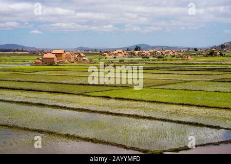 Bauernhäuser in Reisfeldern am Stadtrand von Antananarivo, der Hauptstadt von Madagaskar. Stockfoto