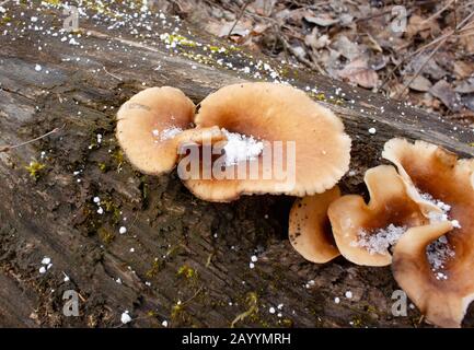 Winter. Black-Footed Polypore, Royoporus badius, gefunden, auf dem Stamm eines toten schwarzen Baumwollholzlogs, Populus trichocarpa, in Troy, Montana, gewachsen. Stockfoto