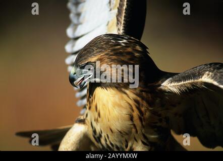 Erwachsener gefangener Rotschwänzer-Falke in der Nähe Stockfoto