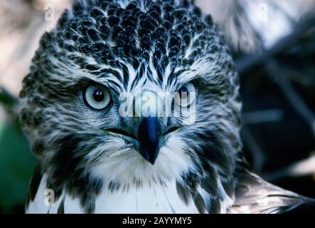 Nahaufnahme des wilden, uneingeschränkten juvenilen Rotschweinhawks Stockfoto