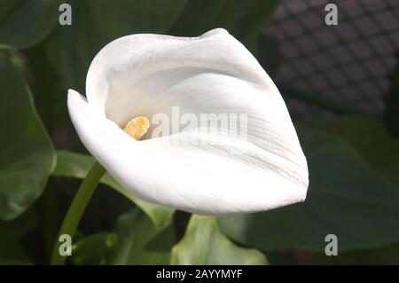 Nahaufnahme einer weißen Blüte von Zantedeschia aethiopica, die im Allgemeinen als Calla-Lilie und Arum-Lilie bekannt ist, mit den grünen Blättern der Pflanze als Hintergrund an Stockfoto