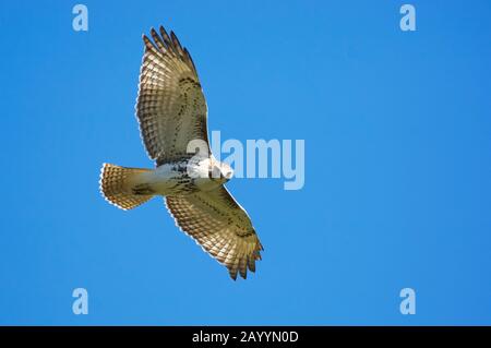 Rotschwänziger im Flug Stockfoto