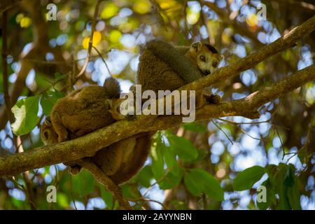 Bekrönte Lemuren (Eulemur coronatus), die im Baum im Ankarana-Reservat im Norden von Madagaskar sitzen. Stockfoto