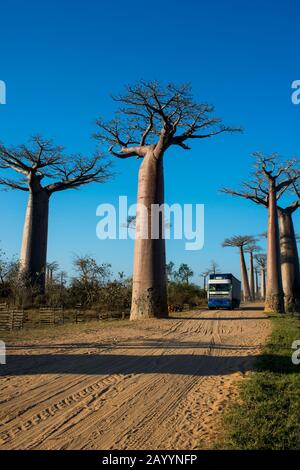 LKW fährt durch die Baobab Alley (Grandidier's Baobab Trees Adansonia grandidieri Baill.) in der Nähe von Morondava, Westmadagassa. Stockfoto