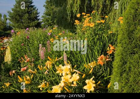 Grenze mit orange und gelb Hemerocallis - Taglilien, Lupinus - Lupinenblüten und Thuja - Zedernbaum im Vorgarten im Sommer. Stockfoto