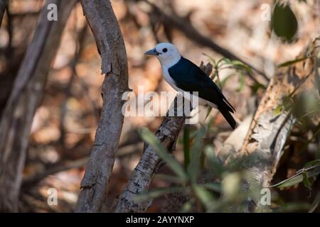 Weißköpfige Vanga (Artamella viridis) am Kirindy Forest Reserve, das in der Nähe von Morondava, dem westlichen Madagaskar, liegt. Stockfoto