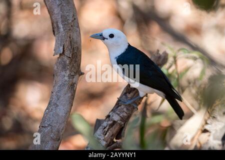 Weißköpfige Vanga (Artamella viridis) am Kirindy Forest Reserve, das in der Nähe von Morondava, dem westlichen Madagaskar, liegt. Stockfoto