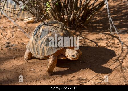 Die Angonoka-Schildkröte (Astrochelys yniphora) ist eine stark gefährdete Schildkrötenart, die auf Madagaskar endemisch ist., Lemur Park in der Nähe von Antananarivo, Mada Stockfoto