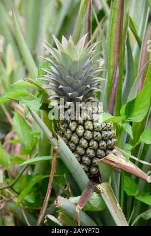 Junge Ananas, die in einer französisch-polynesischen Ananasplantage wachsen. Stockfoto