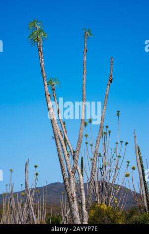 Alluaudia ist eine der endemischen Pflanzenarten, die im Stachelwald bei Berenty im südlichen Madagaskar vorkommt. Stockfoto