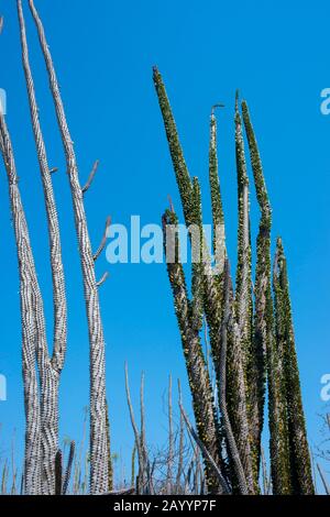 Alluaudia ist eine der endemischen Pflanzenarten, die im Stachelwald bei Berenty im südlichen Madagaskar vorkommt. Stockfoto