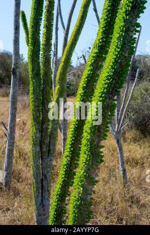 Alluaudia procera mit seinen grünen Blättern ist eine der endemischen Pflanzenarten, die im Stachelwald bei Berenty im südlichen Madagaskar vorkommt. Stockfoto