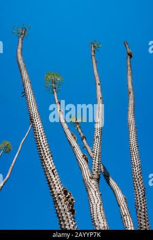 Alluaudia ist eine der endemischen Pflanzenarten, die im Stachelwald bei Berenty im südlichen Madagaskar vorkommt. Stockfoto