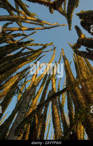 Stachelwald mit Alluaudia procera in der Nähe Des Berenty-Reservats im Süden von Madagaskar. Stockfoto