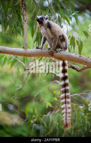 Mangy (wahrscheinlich verursacht durch den Verzehr einer giftigen Pflanze während der Trockenzeit) Ringschweinlemur (Lemur catta) sitzt im Baum und ruft Berenty Reservation an Stockfoto