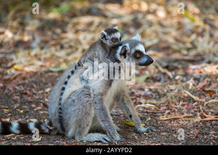 Ringschweinlemur (Lemur catta) mit Baby im Berenty-Reservat im Süden von Madagaskar. Stockfoto