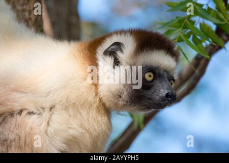 Nahaufnahme von Verreaux's sifaka (Propithecus verreauxi) oder weißem Sifaka im Berenty-Reservat im Süden von Madagaskar. Stockfoto