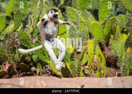 Verreaux's Sifaka (Propithecus verreauxi), oder weiße Sifaka, die seitlich auf dem Boden hüpft und ihre Vordergliedmaßen zur Ausgewogenheit hochhält, reservieren Berenty in Stockfoto