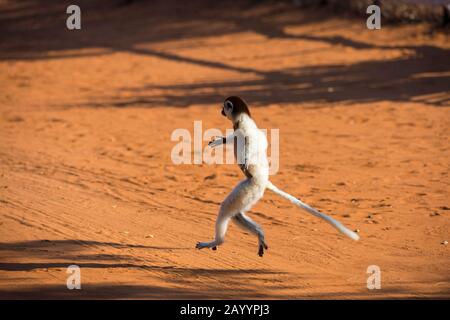 Verreaux's Sifaka (Propithecus verreauxi), oder weiße Sifaka, die seitlich auf dem Boden hüpft und ihre Vordergliedmaßen zur Ausgewogenheit hochhält, reservieren Berenty in Stockfoto