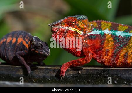 Weibliches und buntes männliches Pantherchamäleon (Furcifer pardalis) im Mandraka Reserve in der Nähe von Moramanga, Madagaskar. Stockfoto