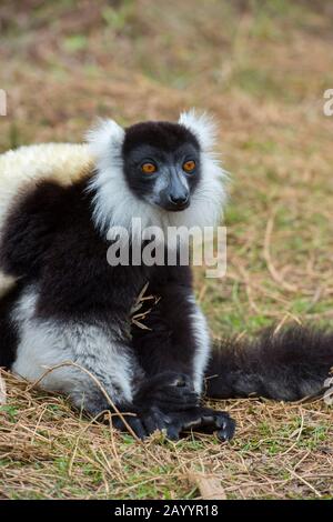 Schwarz-weiß gefellter Lemur (Varecia variegata) auf der Insel Lemur in der Nähe der Vakona Lodge, Perinet Reserve, Madagaskar. Stockfoto