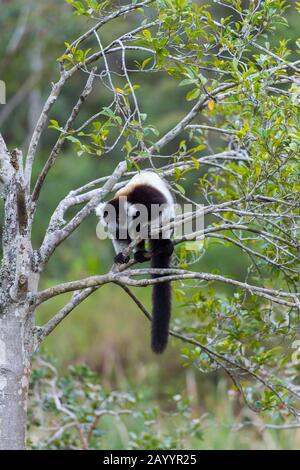 Schwarz-weiß gefellter Lemur (Varecia variegata) in Baum auf Lemur Island in der Nähe von Vakona Lodge, Perinet Reserve, Madagaskar. Stockfoto
