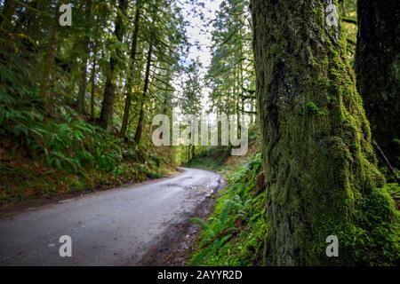 Kurvenreiche Straße durch alten Wachstumswald Stockfoto