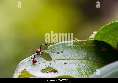 Die Giraffe Weevil (Trachelophorus giraffa) ist ein Weevil, das auf Madagaskar endemisch ist., Perinet Reserve, Madagaskar. Stockfoto
